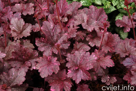 heuchera_midnight_rose_1b[1].jpg